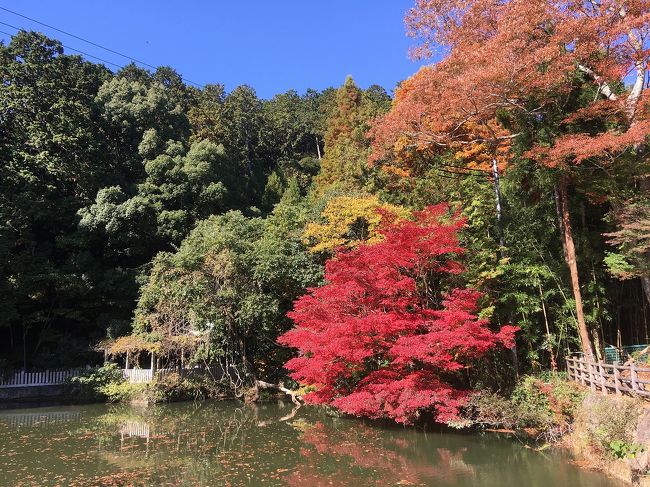 天気が良いので宍粟市（しそうし）の紅葉巡りに出かけてきました。