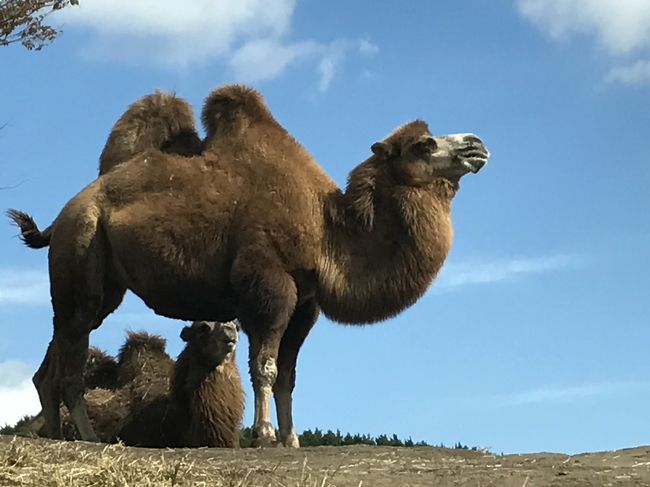 お昼に亀正、その後、アフリカンサファリの続きです。