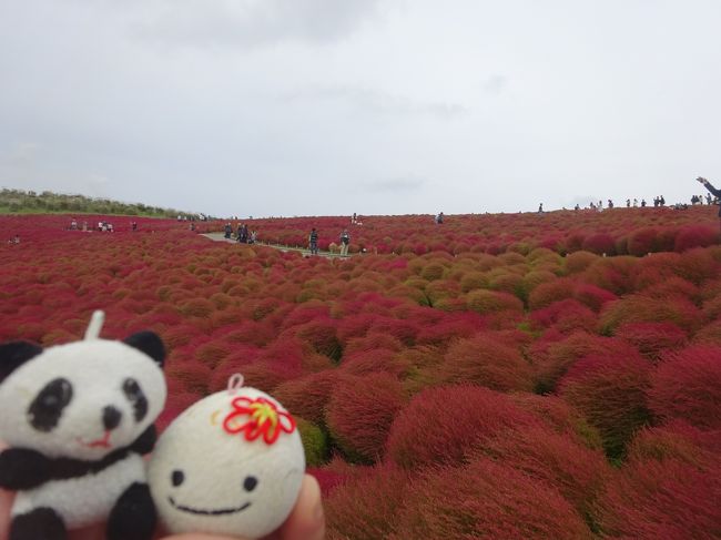 こんにちは。前回の沖縄バラス島の旅行で達成感が大きく、こちらの更新もちょっと空いてしまいました。今回は10月に行きました茨城の赤コキアの様子をお届けします。<br /><br />コキアは10月にかけて緑から茶と化し、その途中に赤くなります。その赤い時期が、1年の中で1週間しかないなら迷わず狙います！！