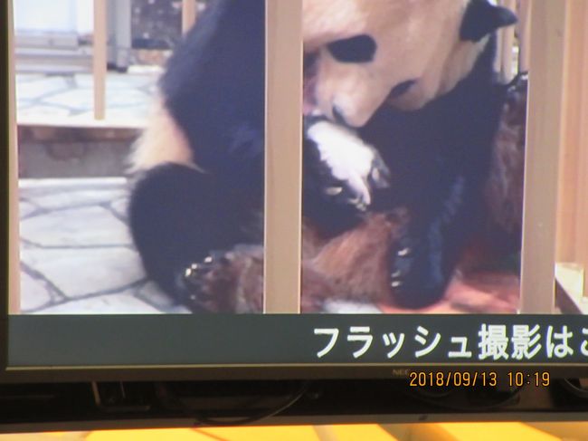 しばらく放置していたJALのマイレージを使ってしまわないと・・・。<br />分かったのは、8月末でした。<br /><br /> 既に、利尻・礼文の旅が9月に入っていたので、2週連続の旅になってしまいました。<br /><br /> 留守中に連絡をくれた私の友人に、わが夫は「災害地のボランティアに出かけた」と言ってくれたそうです。<br /><br /> 帰宅してから、その話を友人に聞き、大笑いしました。。<br /><br /> でも、あながち嘘の話では有りません。<br /><br /> 和歌山県は、8月の台風20号、9月初めの21号で災禍を受けていましたし、私が行った後の9月30日には台風24号が田辺市に上陸して、大変な事だったでのですから。<br /><br /> 全く予想だにもしなかった、ご褒美だったのでしょうか?<br /><br /> 私が、アドベンチャーワールドへ行ったその日が、8月14日に生まれたばかりの赤ちゃんパンダの、初公開日だったのです。<br /><br /> 9月12日 羽田~南紀白浜<br /> 9月13日 アドベンチャーワールド<br /> 9月14日 白浜観光後、羽田帰着<br /><br />