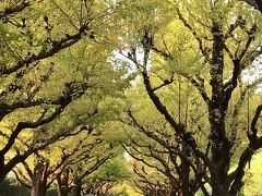 色づき始めの神宮外苑イチョウ並木