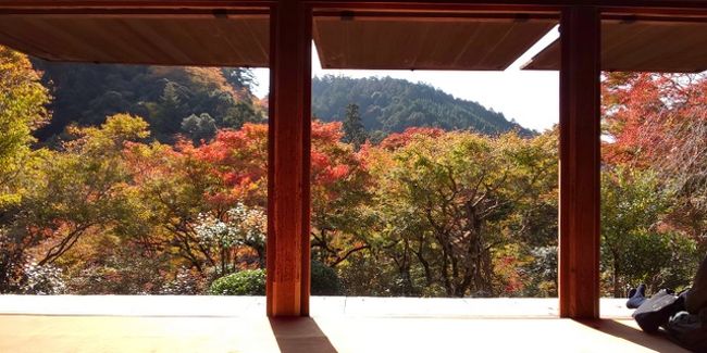 京都の紅葉 第二弾は、栂尾 高山寺・槇尾 西明寺・高雄 神護寺に参ります。<br />ＴＶでも京都の紅葉特集が数多く放映されていますね。<br />今年の紅葉は例年より3,4日早いような感じです。<br />台風の爪痕もあちこちに見られ直径１ｍ以上の巨木が倒れたり年を取った桜が倒れたり<br />来年の桜が心配になります。<br /><br />高山寺・西明寺・神護寺の紅葉はいかがなものかと確認のつもりでしたが美しさに見入ってしまいました。<br />皆様もそのような雰囲気にご案内できれば幸いです。<br />