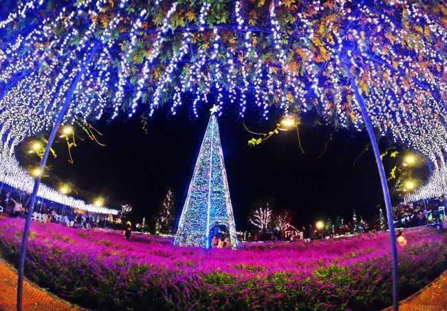 紫仔の輪舞－淡く儚い 蝶の夜会－【日本三大イルミ☆2018 第1位★光の花の庭／あしかがフラワーパーク 】