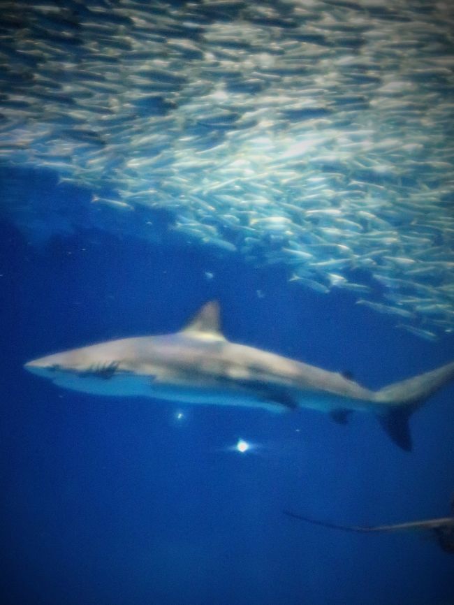 サメ(鮫)は、軟骨魚綱板鰓亜綱に属する魚類のうち、鰓裂が体の側面に開くものの総称。鰓裂が下面に開くエイとは区別される. 世界中に509種が存在し、日本近海には130種が認められている。世界中の海洋に広く分布し、オオメジロザメなど一部の種は汽水域、淡水域にも進出する。また、深海性のサメも知られている。 体の大きさは種によって異なり、最大のジンベエザメ(体長およそ14m)から最小のツラナガコビトザメ(体長22cm)までさまざまであるが、平均的には1 - 3mのものが多い。サメは「獰猛で危険な生物」というイメージが強いが、人に危害を加えるおそれのある種は20 - 30程度とされ、サメ類全体の1割ほどである。 エイ類は、ジュラ紀にサメの一部から派生し進化したと考えられている。「サメ」の語源は諸説あるが、その体のわりに目が小さいことから、小さい目→小目→サメとされる説がよく知られている。 体の形は種によって異なる。外洋に生息し回遊を行う種ではマグロ類のような流線型、海底に生息する種では細長い形や上下に平べったい形など、さまざまである。 肉食性の種が多いが、魚類でも最大級の部類であるジンベエザメやウバザメはプランクトン食性である。 肉食性の種は魚介類を中心に、海産哺乳類、海産爬虫類、海鳥などを獲物とする。海底に生息し貝などを狙う種はおとなしく、人が攻撃を受けることはほとんどない。 (フリー百科事典『ウィキペディア(Wikipedia)』より引用)アクアワールド・大洗( Aqua world Oarai)は、茨城県東茨城郡大洗町にある水族館。太平洋に面した日本でもトップクラスの大型水族館である。約165億円(うち建設費150億円)をかけ従来の大洗水族館から大規模なリニューアルを行い、博物館や科学館的な展示手法を採り入れた海の総合ミュージアムとして2002年3月にオープンした。事業所名は「アクアワールド茨城県大洗水族館」。茨城県の条例上、県営都市公園「大洗公園」内にある公園施設と位置付けられている。公益財団法人いばらき文化振興財団が経営。 隣接するひたちなか市の国営ひたち海浜公園とともに茨城県を代表する海岸部のレジャースポットである。茨城県随一の観光施設であると同時に、大洗町そのもののイメージの形成に深く影響を与える施設でもある。 延床面積約19,800平方メートル、鉄筋コンクリート造5階建(一部7階建)。展示水槽水量は約4,100トン(総水量:約5,100トン)。65の展示水槽には大洗沖の身近な魚貝類から世界中の海や川の生物まで、約580種68,000点の生物を展示する。特にシンボルマークである「サメ」の飼育に力を入れており、種類数は55種(2017年4月現在)で日本一。他に日本一の大きさであるマンボウ専用水槽(270トン、2017年4月現在個体数8尾)や世界最大級のマンボウ剥製(全長3メートル)、世界最大のウバザメ剥製、などが有る。テーマ別に次の8ゾーンとマーケットプレイス、フードコートで構成されており、「茨城の海と自然・世界の海と地球環境」を基本テーマに、地球全体の環境について理解が深まる展示構成となっている(フリー百科事典『ウィキペディア(Wikipedia)』より引用)アクアワールド大洗 については・・http://www.aquaworld-oarai.com/https://www.travel.co.jp/guide/article/10815/