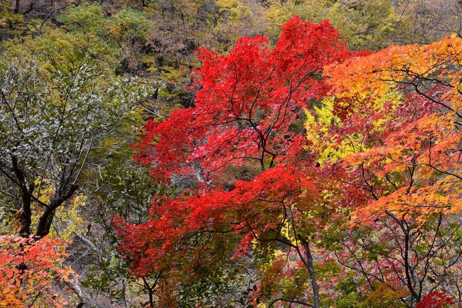 吾妻渓谷（あがつまけいこく）は、旧川原湯温泉を中心とした美しい渓谷で、そば立つ懸崖や奇石、彩りのある紅葉が鑑賞できます。<br />現在は八ッ場（やんば）ダム建設に伴い、吾妻線岩島駅からシャトルバスに乗りダム手前の旧熊の茶屋まで行き、そこから猿橋まで吾妻渓谷を散策することができます。<br />途中には吾妻線の旧線廃線跡に日本一短い樽沢トンネルがあり、対岸の遊歩道を歩くと八ッ場ダムが間近に見える見晴台へ行くことができます。<br />また、建設中の八ッ場ダムでは見学会が積極的に開催されています。<br /><br />今日は岩島駅から出発し、紅葉絶頂期の素晴らしい吾妻渓谷を散策します。<br />午後は、国交省主催「やんば紅葉狩りツアー」に参加し、廃線跡を歩いて八ッ場ダムを下から見学します、<br />夕方は、チームやんば主催「地元ガイドナイトツアー」に参加し、ダム工事の夜景を上から眺めます。そして、突然現れた「空飛ぶミキサー車」にビックリ。<br />建設中の八ッ場ダム見学会は随時開催されているので、HP等で確認してください。<br /><br />なお、旅行記は下記資料を参考にしました。<br />・東吾妻町「吾妻渓谷ガイドマップ」<br />・国土交通省八ッ場ダム工事事務所「やんばツアーズ」<br />・上毛新聞「廃線で自転車型トロッコ　吾妻観光に・・・」2018-6-9<br />・クレーンクラブ「クレーンに関する知識、ケーブルクレーン」<br />・マルヤマキャンパス「コンクリートミキサー車 断熱カバー」<br />・群馬県「八ッ場発電所建設事業について」<br />・ダム事典「用語解説、スライドフォーム」<br />