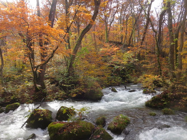 東北地方の紅葉と奥入瀬渓流を１度歩きたいと主人の希望で2泊3日のツアーで行ってきました。<br />雨の為、コース変更もありました。小牧・県営名古屋空港から岩手花巻空港へ。そこから後はバスで松川渓谷の紅葉を<br />歩いて見てバス移動し発荷峠から十和田湖の眺望を楽しみ十和田湖遊覧船からの紅葉を望みホテル十和田プリンスホテル泊。<br /><br />2日目、雨の為八甲田（ロープウェーに乗って紅葉楽しみ）は中止となり中野もみじ山の紅葉鑑賞となりました。<br />その前に城ヶ倉大橋（高さ122ｍのアーチから見下ろす紅葉）です。この日は早い宿到着で16時。猿倉温泉・森のホテル泊。<br /><br />3日目　早朝しか見れない朝焼けで真っ赤に染まる蔦沼へ。朝食をいただいた後奥入瀬渓流歩きですが「銚子大滝～まかど橋付近」までガイドさんと<br />歩きました。最後に弘前城の方とねぶた村（自由選択）へ行き<br />お土産屋に寄り青森空港から県営名古屋空港着で帰宅が遅い時間となりました。<br />