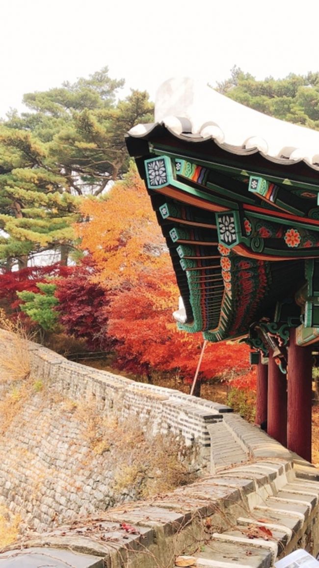 両親と久しぶりにソウルです。<br />前回の時に、紅葉シーズンに南漢山城の城壁歩きができたらいいわね。と言っていたのでそれを実現すべく行ってきました。<br /> 83歳の両親は普段から愛宕山やお不動さんなど歩くことを習慣にしており、自転車、車についつい乗ってしまう私よりもずっとずっと健脚です。<br /> 世界遺産にも指定されている南漢山城はソウル中心辺りから1時間ほどのアクセスも良い場所でした。<br /> ソウルの旅では城壁歩きを楽しみの一つにしているので今回はたっぷりと歴史街道を歩いてきました。<br /><br /> 樹々が色づく美しい時期、ソウル市内の紅葉と毎度の旨き物も充分に吸収した4日間です。