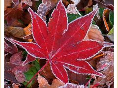 Solitary Journey［1963］氷点下２℃！霜で白く縁取られた紅葉を切り撮ってきました。＜標高800ｍの八幡高原＞広島県北広島町