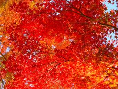 河口湖畔の紅葉