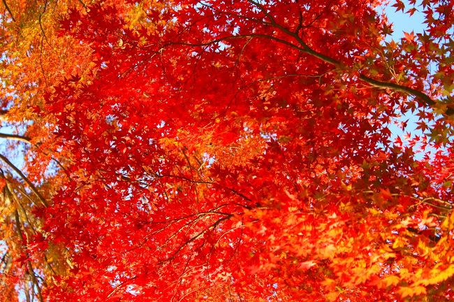 今年も山梨県の富士河口湖紅葉祭りが始まったので早速行ってきました！<br />紅葉が始まりの時期は青葉も混じって美しいですね！<br />もみじ回廊は見頃まではもう少しでした！<br />ライトアップは昼とは違って妖艶な感じがしますね！