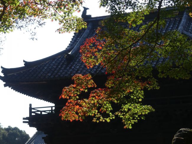 足利市の「鑁阿寺」に行ってきました。紅葉は進んでおらず、ほとんど緑でした。<br /><br />鑁阿寺（ばんなじ）は、源姓足利氏二代目の足利義兼が、建久7年（1196年）に、邸内に持仏堂を建て、守り本尊として大日如来を祀ったのが始まりといわれています。その後、三代目の足利義氏が堂塔伽藍を建立し、足利一門の氏寺としました。<br />土塁と堀をめぐらした寺域はほぼ正方形で、鎌倉時代の武家屋敷の面影を今に伝えています。大正11年には国の史跡に指定されています。<br />市民には『大日様』と呼ばれ親しまれています。（足利市ホームページより）<br /><br />旅行記作成に際しては、現地の説明板、足利市のホームページ等、関連するネット情報を参考にしました。