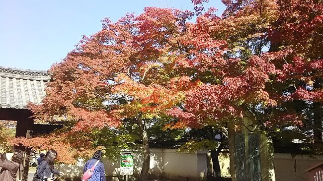 穴場の紅葉スポット~一休さんが晩年を過ごした酬恩庵(しゅうおんあん)の紅葉