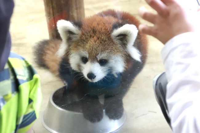 秋の埼玉こども動物自然公園で赤ちゃん詣 後編 トリプル赤ちゃんやお外コアラの4大ミッション達成 12日齢のカピバラの五つ子ちゃん コアラのジンベランちゃんのやんちゃな赤ちゃん 1ヶ月ぶりのレッサーパンダのリンちゃん 東松山 埼玉県 の旅行記 ブログ By 秋の埼玉こども動物自然公園で赤ちゃん詣 後編 トリプル赤ちゃんやお外コアラの4大ミッション達成 12日齢のカピバラの五つ子ちゃん コアラのジンベランちゃんのやんちゃな赤ちゃん 1ヶ月ぶりのレッサーパンダのリンちゃん 東松山 埼玉県 の旅行記 ブログ By