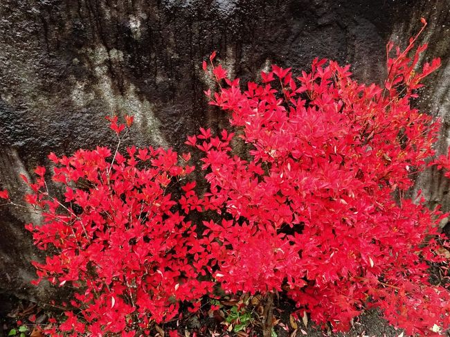 この時期に日本を旅行したのは、何処かで紅葉を見たかったからだ。タイには枯葉はあるが、日本のような綺麗な紅葉はない。本当なら温泉に入って露天風呂で美しい紅葉を見たいところだが、スケジュール的に東京からそんなに移動することも出来ず、いろいろ迷った挙句、甲府の昇仙峡と石和温泉になった。