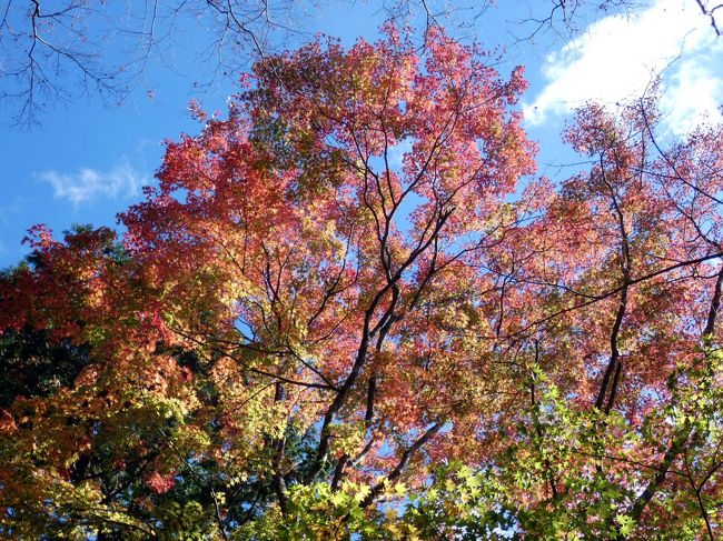 ２０１８年１１月１４日、ここ数日の冷え込みで箱根の紅葉が色づいているのではないかと思い、長安寺、箱根ビジターセンター、桃源台の紅葉を見に行ってきました。<br /><br />結果は、夏の台風による塩害の為か、殆どの葉は落ちてしまっているか、茶色く変色してしまっていましたが、それでも一部箱根の紅葉らしいシーンも見られました。<br /><br />後程ゆっくりブログに纏めるつもりですが、取り急ぎダイジェストを綴ろうと思います。<br />