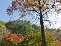 織姫山もみじ谷の紅葉_2018_だいぶ色付いています。（栃木県・足利市）