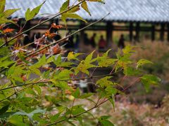 コップとカーの『ちょっとそこまで♪♪』　22   京都　東福寺の紅葉はまだ・・・だった・・・