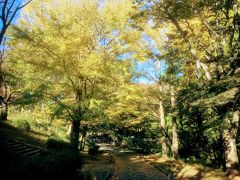 11月15日の横浜市児童遊園地の銀杏の黄葉と、こども植物園の秋薔薇