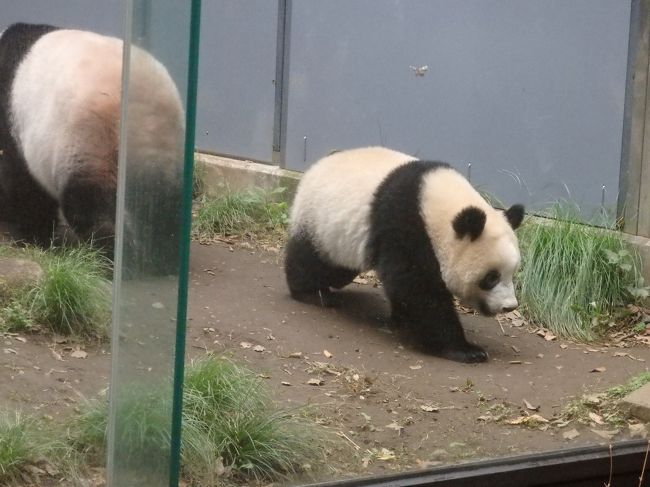 もうすぐ一人立ち シャンシャン すくすく成長 1歳のリキ 18年7月ー11月の上野動物園 上野 御徒町 東京 の旅行記 ブログ By まーやんさん フォートラベル