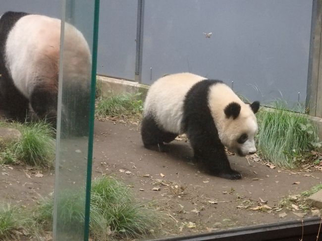 もうすぐ一人立ち！シャンシャン＆すくすく成長♪1歳のリキ　2018年7月ー11月の上野動物園