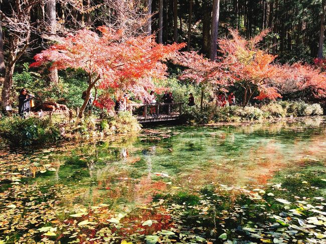 モネの池を見てみたいという友人と大阪から岐阜県へ日帰りの旅をしました。