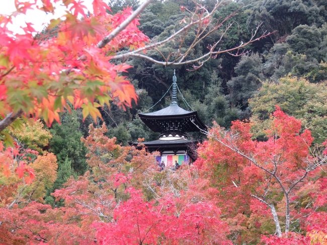 一昨年は紅葉を見るために東福寺に来た。昨年は11月末に京都の紅葉の名所をあちこち訪ねた。どちらも、家内が実家の母の介護で忙しかったので、私は一人で京都に何度も来た。昔の訪問は入れずに、この2年くらいだけで、京都は今回が8回目だ。集中して京都訪問している。かなり落ち着いて京都鑑賞をできるようになった。ドケチな京都では、入館料は取っておきながら、内部の写真はだめだというところが多い。酷いのは本物ではなく複製だけ展示しておきながら、その撮影もだめという理不尽なケチもある。<br /><br />今回の禅林寺（永観堂）は、あるランキングでは、東福寺に次いで京都の紅葉の名所第2位だ。3位は南禅寺だそうで、それならと、今回は家内の案内も兼ねているので、南禅寺から入って、永観堂に向かって歩いた。南禅寺は境内を歩いただけなので、無料だった。次ぎの永観堂はガイドブックには600円とあったが、抱き合わせの内部の入場料込みの千円のみ発売とのことだった。仕方ない。内部はなんと一切撮影禁止。展示品も、なんだか複製が多いし、、面倒だから、さっと速足で通過した。これで、結局紅葉と庭を見るだけで千円とられる！！！そういえば、昨年の北野天満宮の紅葉見物も、高かった。。。<br /><br />確かに永観堂の紅葉は見事だ。規模は東福寺よりはるかに小さいが。。ただ、東福寺は一昨年酷い目に合った！二度と行かない！建物内部ではなく、一番美しい廊下から紅葉を見おろす場所では、撮影禁止、立ち止まり禁止！紅葉の肝心のところは結局写真もない！こんな詐欺まがいの行為を許していたら、外国人なら許さないだろうが、おかしなことに外国語では注意を一切していないので、彼らは知らん顔で撮影しているものもいた。。。日本人だけ注意されて、しょぼんとして、カメラを出さない。。。酷い国だ。。。せめて、英語と日本語で注意してほしいものだ！日本人差別反対！<br /><br />それでも、我慢強い（？）日本人の一人なので、私は懲りずにまた京都に行く。。。それでも、見たいものが京都にはあるからだ。憎々しいが、仕方ない。。言っておくが現在の京都は嫌いだ！厚かましい連中の巣窟だ！私が見に行くものは過去の京都だ！皇族や公家や取り巻きが住んでいたころの高度な文化活動が蓄積してきたものを見に行くのであって、それらを活用しながら食いつぶしている現在の京都人は、本当は邪魔なだけだといいたくなる。。明治になって、皇族などは、殆どは東京に移動した。後は、商売人などが多く残る。。。仕方ないか。。。<br /><br />ところで、京都滞在は実質三日間だったが、健康には問題は生じなかった。二日目は2万歩。三日目も1.8万歩歩いた！6月のロンドンでもこれだけ歩いた日はない。8月の手術の後、体重が相当減少したので、歩行が楽になったようだ。<br /><br />一枚目は永観堂の丘の上の方にある多宝塔を眺める構図。曇っているので、こういう構図はデジカメのズームレンズでは、これが精いっぱいだ。<br /><br />なお、ここは、夜間の鑑賞も可能だが、夜間撮影はデジカメには難しいので、避けた。単調な色彩しかでないからだ。<br /><br /><br /><br /><br /><br /><br />