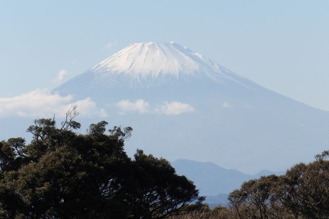 江の島山頂には亀ヶ岡広場があり、山頂崖には南側と西側にウッドデッキの見晴台が設けられており、江の島から相模湾の展望が望める。勿論、天気が良い日には西に富士山を望むことができる。<br /> 山頂から下に下りたゆうひ茶屋がある面のデッキからも龍野ヶ岡公園の木立の向こうに富士山は見える。丁度、龍野ヶ岡公園の木立の間から富士山が見えるスポットがあり、また違った感じの富士山の姿を味わえる。<br /> 山頂の奥にある南向きのウッドデッキの見晴台の西側からも富士山が望めるが、この地点は西側にあるもう一つの見晴台よりは幾分か低く、龍野ヶ岡公園の木立が迫った感じの富士山が望める。<br /> やはり、江の島山頂の見晴台といえば西側に向いたウッドデッキである。「江の島ガーデンパーラー」を引き継いでリニューアルオープンしている「iL CHIANTI CAFE(キャンティカフェ)」が直下にある。<br /> あるいは、亀ヶ岡広場の奥からも広場の樹木越しに富士山が見える。<br />(表紙写真は南向き見晴台の西側から見る富士山)