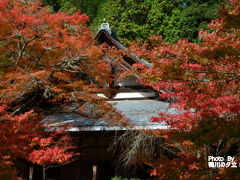 槇尾山　西明寺の紅葉！2018年