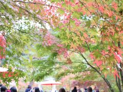 京都紅葉一人旅～清水寺～東福寺～永観堂～神護寺