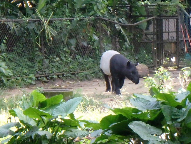 今日はカーチャーターでKL郊外を周ります。<br />念願のマレーバクにも会うことができました♪ (^_^)