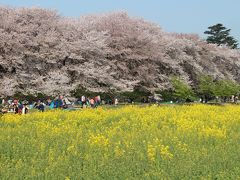 2018年4月　初めていく権現堂堤！桜と菜の花のコントラストが想像以上。
