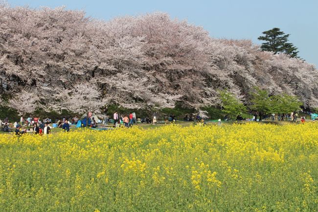 ここ数年、花見の季節になると行きたいと思っていた埼玉県の権現堂堤。<br />休日と開花時期がぴったりあったので早起きしていってきました。<br />