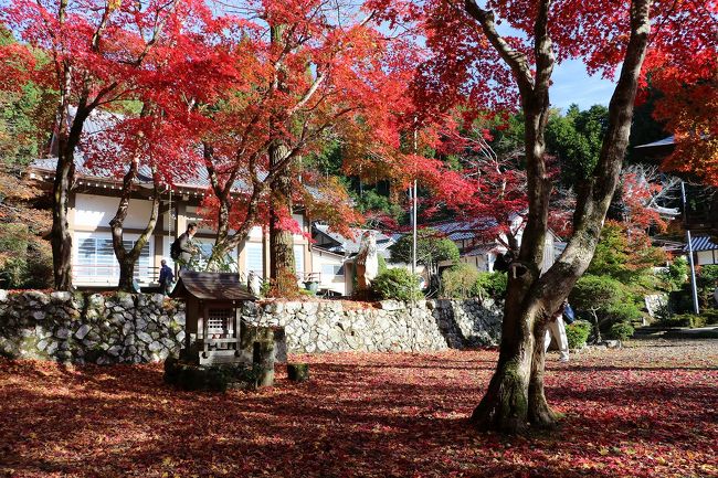インターネットや新聞での丹波・篠山の紅葉情報を見ると何れも見頃。<br />しかも天気予報は晴れ。<br />これは出かけるしかないと思い、毎年出かけている丹波・篠山に出かけてきました。<br />出かけたのは、篠山市の洞光寺と丹波市の円通寺、高山寺、石龕寺の4つのお寺を巡ってきました。<br />その中で最も期待していたのが表紙の写真の洞光寺。<br />ここの紅葉は兵庫県でも有数の名所だと思います。<br />最近は大型観光バスでの見学者が多いので朝一番に向かいました。<br />そのおかげで日曜日にもかかわらず、比較的観光客が少ない中ゆっくりと紅葉を楽しむことができました。<br />ただ、今回行ったところは何れも紅葉は今一。<br />今年は暖かかったせいか紅葉が遅れ、しかも真っ赤に染まらずくすんだ葉が多かったです。<br />ちょっと残念。