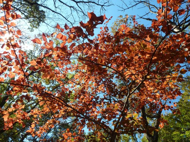 １０月に宮城の方と行く予定だった五社山散策に行けなかったので、<br />その時のスケジュールをパクリ、一人で行ってみた<br /><br />紅葉にも早く、、人も少なく、、案内も少なく、、初めてで一人は怖い