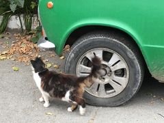 極東ロシア・ウラジオストクへの旅（4）裏路地にゃんこ♪そしてまたしても・・・