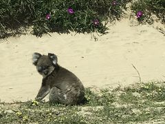 2018年11月 2泊4日メルボルン　コアラとペンギンに会いに行く♪