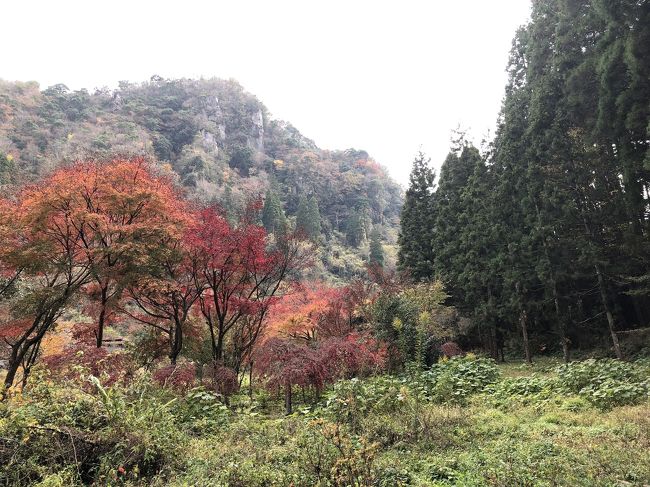 仕事で色々立て込んで、休日出勤を迫られた腹いせにそのまま旅立てばいいじゃんというわけで、UA特典のANA国内線利用でセントレア～熊本～羽田の片道特典レ点飛び利用して熊本トランジットの合間に熊本、大分旅行しよう、という趣旨の今回の旅行。<br /><br />ここでいうレ点飛びとはある地点に行くのに特典を往復で飛ぶのは普通だけど、片道は新幹線やバスで比較的近距離を移動して、そこから航空券としては片道で主目的地を経由して出発地点に帰ってくるいわば1.5往復する事を私が勝手に呼んでいるものです。日系の特典航空券だと乗継は認められず、そのように飛ぶと片道2回分払う必要ありますが、ユナイテッド航空の特典をANAの国内線で使う場合、サイトで出てくる行程である限り、片道2回の乗継が認められ、その結果片道分の必要マイルで飛べるのです。<br /><br />つまり羽田ー熊本を往復すると10000マイル必要だが羽田と（同一とみなされる）成田以外の空港ー熊本ー羽田と飛ぶと一連の片道旅程としてかつ熊本で10時間滞在できるというわけです。東京から羽田/成田以外の空港までの移動が生じるので、それらの土地に行く用事があるついでとかそこまでの移動経費が安ければ安いほど効果を発揮します。<br /><br />というわけで便数があり東京から近いセントレアを航空券の出発地としそこまではバス、そしてセントレアから熊本まで飛び、「乗継のため」熊本に10時間滞在して東京に戻ってくるというプランです。<br /><br />熊本空港到着後は鹿児島の出水、川内の重要伝統的建造物群保存地域巡りをするか、黒川温泉でも行くか、天草方面へ行くかなどなど悩んだ末に、折角の紅葉シーズンなので耶馬渓に行き、途中にある黒川温泉に寄るという事になりました。