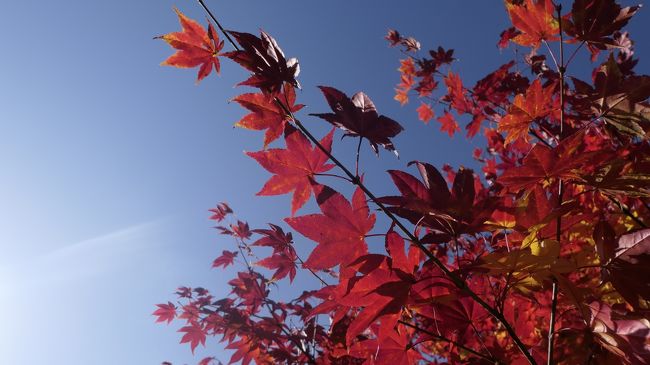 定山渓温泉2日目紅葉めぐりです。紅葉の観光バスなどはこの日が最後ですが、落葉が進んでいるというわけではなく、まだもう少し紅葉は見れそうでした。