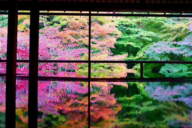 京都の紅葉に異変あり！<br />昨年に比べると彩りがイマイチだし、まだ青いのに枯れてしまっているのもたくさん…。<br />鎌倉や箱根だけじゃなく、京都も台風の塩害の影響？内陸なのに？<br /><br />それでも、やはりそこは京都。たくさんの感動の風景に出会いました！<br /><br />二泊三日の京都と奈良旅行。行程は以下の通り。<br />１日目  東福寺→瑠璃光院→大原三千院→嵐山 宝厳院<br />２日目  おたぎ念仏寺→化野念仏寺→興福寺→春日大社<br />３日目  東大寺→正倉院→永観堂→南禅寺→天寿庵<br /><br />初日は昨年度と同様に東福寺からスタート！