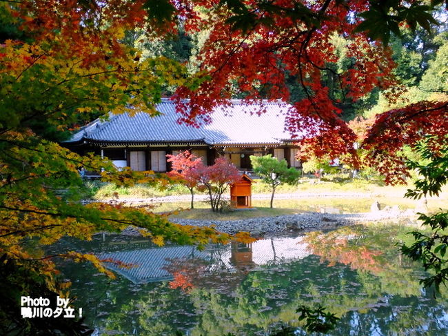 本日は、朝一で一休寺へ紅葉の確認に行ってJRで木津乗り換えの加茂で下車<br />コミュニティーバスで40分待ちがあったものの無事浄瑠璃寺へ<br />浄瑠璃寺から「わらい石仏」などの石仏を眺めながら岩船寺へ<br />岩船寺はまだ紅葉には遠い風景でしたがピンバッチがあったので聞いてみると<br />FacebookやインスタなどのSNSに投稿するともらえるとのことでその場で投稿して頂きました。<br /><br />平等院のライトアップは昨年と形態が変わっていて撮影ポイントは入替え制になっていました。<br />11月の土日はライトアップをしていますので機会がありましたら是非どうぞ！<br /><br />浄瑠璃寺と岩船寺は7年ぶりの訪問<br />平等院のライトアップは昨年に続いての訪問となります