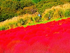 ひたち海浜公園-2　みはらしの丘　海・山も見える頂上　☆ススキの道を登って爽快