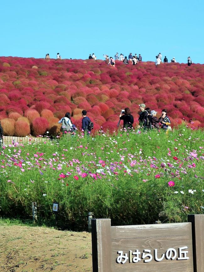 国営ひたち海浜公園は、茨城県ひたちなか市にある国営公園である。 <br />この地域は、1938年（昭和13年）に大日本帝国陸軍水戸飛行場が建設され、1946年（昭和21年）6月には、アメリカ軍水戸射爆撃場として利用されていた。その広大な跡地は、1973年（昭和48年）3月に日本国政府に返還され首都圏整備計画の一環として整備されたものである。 <br /><br />1991年（平成3年）に約70haが開業し。その後、何度も拡張を繰り返し、総面積は350haに及んでいる。この面積は東京ディズニーランドの7倍程度の面積にあたるが、実際に公園として利用されているのは南側の191.9ha（開業中の面積）で、全体の約55%に留まっている（2012年5月現在）。公園は7つのエリアに分かれており、その中に個々のアトラクションが設置されている。アトラクション間にはサイクリングコースが整備され、広大な敷地を自由に行き来することができる。また、主要なアトラクション間を結ぶシャトルバス、「シーサイドトレイン」もある。 <br />花の名所でもあり、4月頃のスイセン・チューリップ、5月頃のネモフィラ、10月頃のコキア（ホウキグサ）などの時期には、キャンペーンイベントも行われる。 　（フリー百科事典『ウィキペディア（Wikipedia）』より引用）<br /><br />国営ひたち海浜公園　については・・<br />http://hitachikaihin.jp/