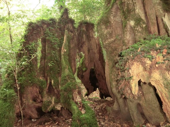 二度目の屋久島<br />今回は、以前より歩くコースを増やした。ヤクスギランドでも白谷雲水峡でも<br />歩く距離を伸ばした<br />宿は、岩崎ホテル。<br />