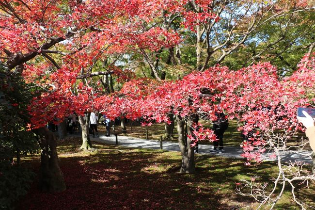 秋の京都観光を久しぶりに２泊で回りました。<br />　初日は「京都駅八条口」に新しくできた「ダイワロイヤルホテルグランデ」に宿泊です。チェックインには早いので荷物を預けて、「京都駅」から１駅の「東福寺」にＪＲで出かけます。紅葉にはやや早い時期でしたが「東福寺」は「見ごろ」と出ていたので向かったのですが、いやーすごい人出です。人の流れに沿って行くと自然と境内に入っていきます。「通天橋」という橋から見る紅葉が素晴らしいらしいので、４００円払って並びます。入口を入ってからなかなか前に進まないくらいの混雑です。やはりまだ紅葉している場所が少ない時期に来たので、「見ごろ」となっている東福寺には人が殺到するんですね。<br />　「通天橋」までやっとたどり着いたのですが、「立ち止まっての撮影は禁止」との看板が・・・。ささっと何枚か撮って場所を移りましょう。おなかがすいてきたので、ＪＲで京都駅に戻り「栄寿庵」で西京焼をいただきました。これも「京都」ならではのお店で、値段もいいお値段ですが、やはり京都に来れば地元の名物ということで立ち寄りました。駅ビルの１１階にあり見晴らしもよく、遅めのランチをゆったりといただくことができました。<br />　そこからホテルにチェックインしたのですが、京都駅の八条口から歩いて１０分程度の距離で、今年オープンしたばかりの新しいホテルでした。このホテルで晩御飯を食べてもいいのですが、せっかく「京都駅」の近くに宿をとっているのだからと「駅ビル」に入っている「グランビア京都」のビュッフェを予約して１９時３０分にお店に入りました。ここは以前「グランビア」に宿泊した時に朝ご飯で食べた「クロワッサン」が衝撃的においしくて、これを凌ぐクロワッサンは「コートダジュール」のエズで食べたクロワッサンしかないくらいおいしかったので、この店のビュッフェなら間違いないと思い押さえました。<br />　予想通りどの品物もおいしい「ル・タン」。予約しないで行くと入れないほどの人気でした。「オマールエビ」「ローストビーフ」など目の前で取り分けてくれる新鮮さは格別です。<br />　おなか一杯でゆっくり眠った翌日は御所の横にある「京都ブライトンホテル」に移動するのですが、チェックインできる１５時までどこに行くかですが、紅葉は始まったばかりであまり期待できないし、ここは京都駅からＪＲで２駅の距離にある「伏見稲荷大社」に行こうということで、駐車場に不安を覚えつつ行ってみると、意外に「月曜日」ということもあり無料の参拝者用駐車場が空いていました。１０時３０分くらいのことで１１時には満車でしたね。<br /> 御朱印帳にも御朱印を書いてもらって、さあ、鳥居を登っていきましょう。ここ、ほんとに「外国人率」が異常に高いところですね。１０人中８～９人が外国人という感じですね。やはり「トリップ＊＊＊」のナンバー１にランクされているからなんでしょうが、朱塗りの鳥居が続く光景は外国の方には「神秘的」に映るのでしょうね。