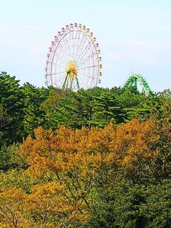 ひたち海浜公園-9　香りの谷・砂丘ガーデンあたり　☆ハーブ園 : ラベンダー/セージなど