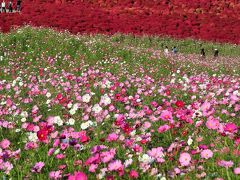 ひたち海浜公園10　みはらしの丘麓　コスモス咲く　☆観覧車近くにも花畑広がり