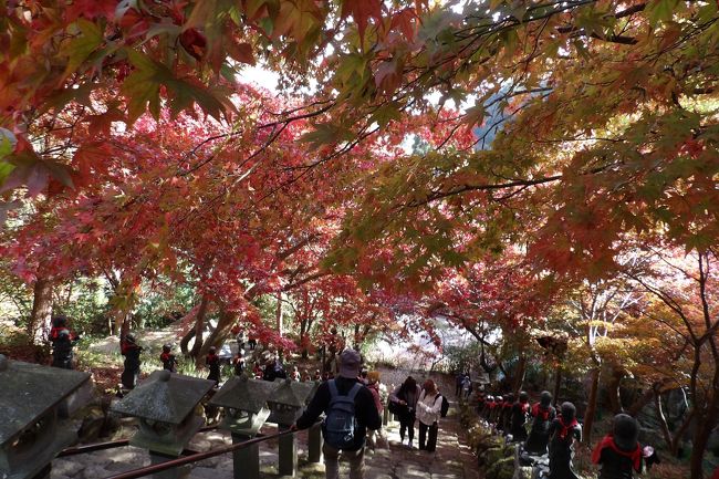 　伊勢原市のホームページで11/15の紅葉情報では結構紅葉が進んでいる。11/20に更新された写真ではもう見頃になっている。このホームページには大山寺の紅葉が中心に写真が撮られている。しかし、朝早くか夕方頃と観光客が来る前か居なくなってからの写真でもみじしか写ってはいないが、紅葉はやはり陽に映えるものだ。<br />　大山寺の本堂前のもみじの石段を下りてケーブル駅に向かうが、石段の途中で、「バッテリー切れか。」とバッテリーを交換していると、石段を上ってきたお婆さんから、「予備はあるの？」と声を掛けられた。「幾らでもありますよ。」このお婆さんは3人連れで、84歳を先頭に、81歳、79歳の姉妹なのだという。私はこれからケーブルカーで下社に向かうというと、お婆さん3姉妹は歩いて上るのだという。それはいつものことなのだそうだ。この3姉妹の健脚は親から譲り受けたものであろう。<br />（表紙写真は大山寺の石段の紅葉）