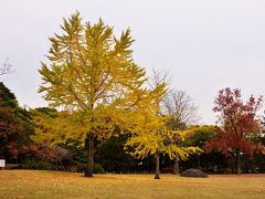 南立石公園の紅葉　2018