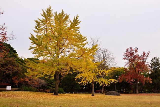 別府市民の憩いの場、南立石公園の紅葉です。