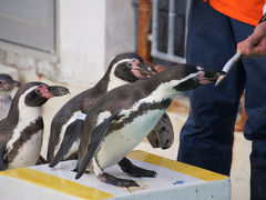 どこかにマイル de 新千歳 3　おたる水族館 ショーの部